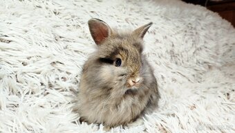 Zakrslý králík, králíček - HARRY - 15