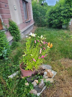 Prodej rodinného domu, pozemek 632 m Zminný, Dašice Pardubic - 15