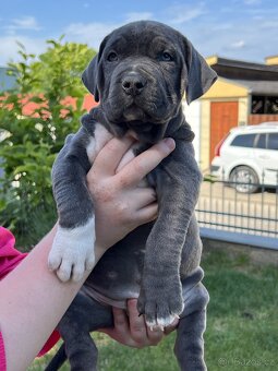AMERICAN BULLY XL s PP - 15
