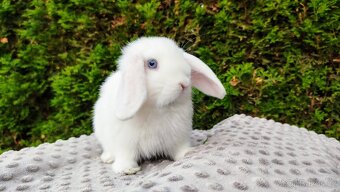 Zakrslý beránek, králíček, králík - TYMIÁN - 15