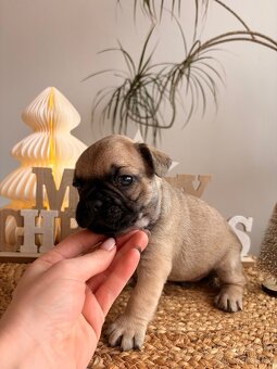 Francouzský buldoček bez PP - 15