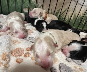 Border kolie s PP - 15