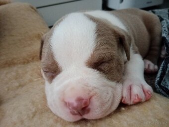 American Bully pocket size POCKET/STANDARD - 15