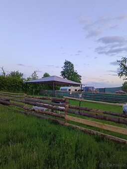 Pronajmu zahradu Strašice u Rokycan. Sad jabloní 1500Kč. - 15