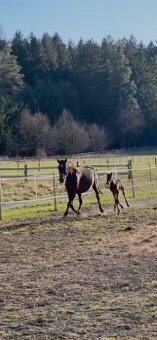 Nadějný drezurní hřebeček po odstavu Toto Gold/Glamourdale - 15