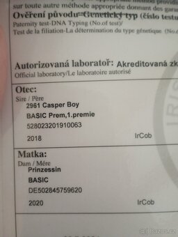 Irský cob-kobylka předběžná rezervace - 15