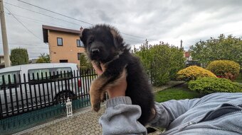 Nemecky ovcak kratkosrsty - 15