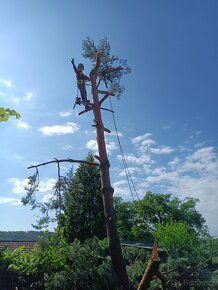 Rizikové kácení stromů - 15