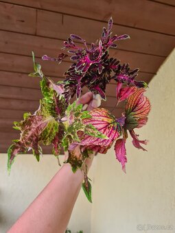 Africké okrasné kopřivy - SEMENA - Coleus - 15