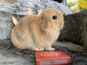 ❤️❤️Minilop Kralicek Beránek mimi k rezervaci - 15