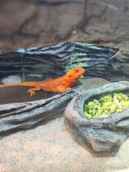 3x Agama vousatá, 3x terárium, 3x box s Blaptica dubia - 15