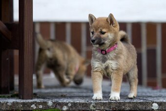 Shiba inu s PP - 15