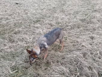 Daruji fenku německý ovčák kříženka - 15