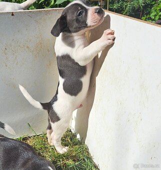 Jack Russel teriér - 15