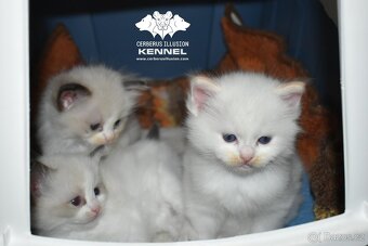 Ragdoll s PP – creme bicolor kocourek na výstavy a chov - 15