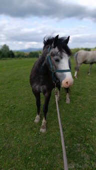 Český sportovní pony valach - 15