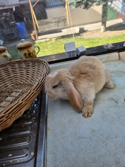 Zakrslý králík - 15