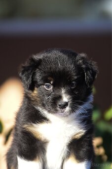 Australský ovčák s PP - blue Merle a black tri - 15