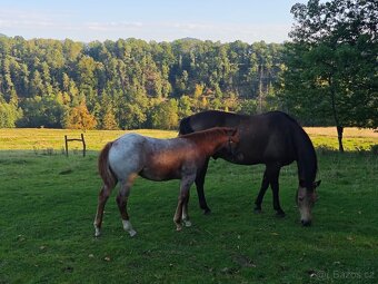 AQH, quarter horse, Vnuk legendárního Sannamana hledá domov - 15