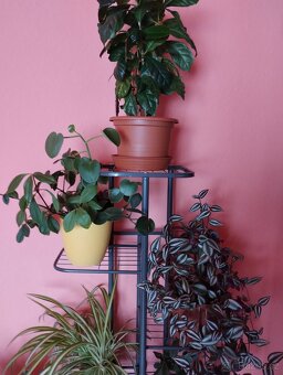 Pokojové rostliny - 15