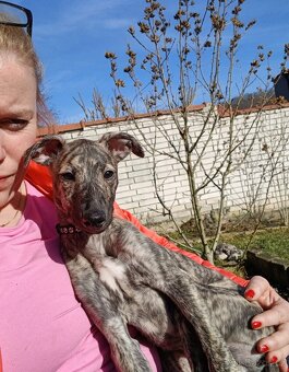 Nádherný pes Whippeta/Vipeta s průkazem původu - 15