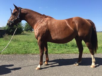 Prodám valacha American quarter horse - 15