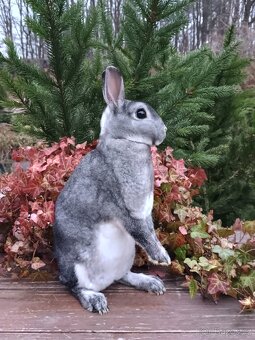 Zakrslý činčilový rex s PP - 15