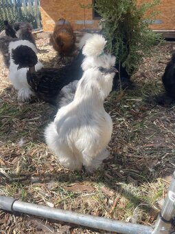 Násadová vajíčka Australka velká černá a modrá a Hedvábnička - 15