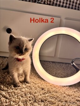 Britská koťata. - 15