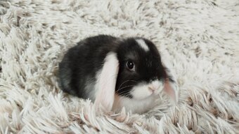 Zakrslý beránek, králíček, králík - ELIŠKA - 15