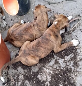 ŽÍHANÁ ŠTĚŇÁTKA NEMECKÝ BOXER bez PP - 15