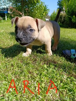 American Bully - (mini)Pocket s PP (AKBC), - 15