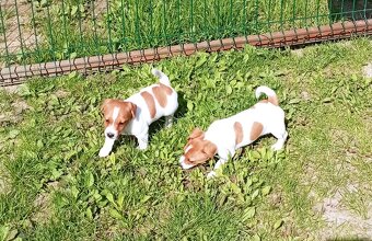 Jack russell terier krásný pejsek - 15
