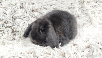 Zakrslý beránek, králíček, králík - BRUNO - 15