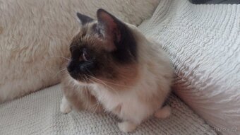 mačiatka ragdoll,radgoll,predané,na predaj len dospelé mačky - 15