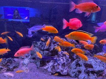 Akvarium včetně tlamovcu - 15