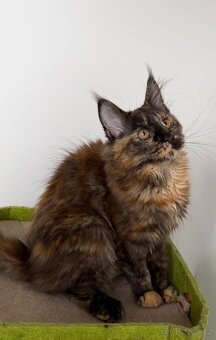 Mainská mývalí koťátka s PP - 15