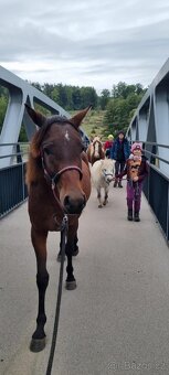 3 lety valach minihorse - 15