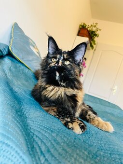 Mainská mývalí s pp - 15