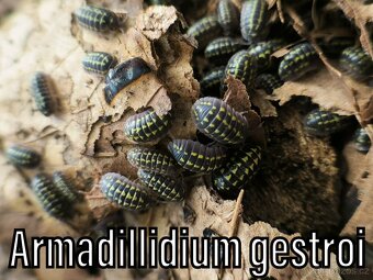 Isopody, mnohonožky, chvostoskoci - posílám v termoboxu - 15