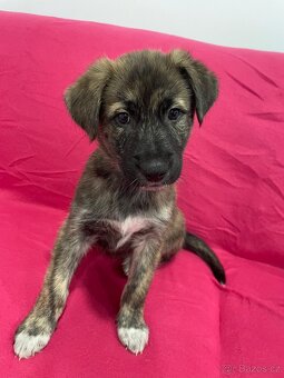 🐾 Exkluzivní štěňata k odběru – silná genetika, skvělé pova - 15