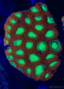 Morske koraly - Nova ponúka - 15