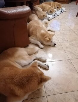 Akita inu - 15