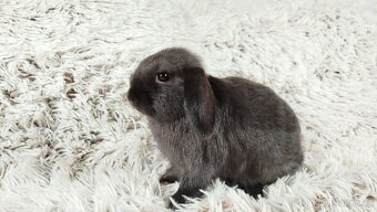 Zakrslý beránek, králíček, králík - CRISTIAN - 15