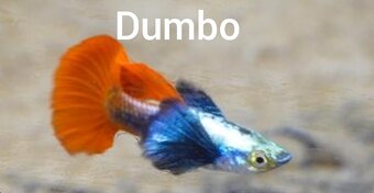 Guppy farma Senohraby - 15