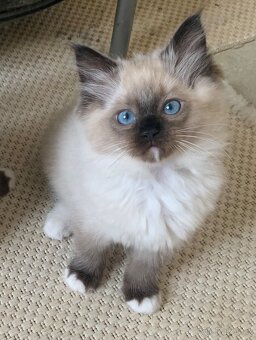 ❤️❤️Ragdoll s PP kočičky - 15