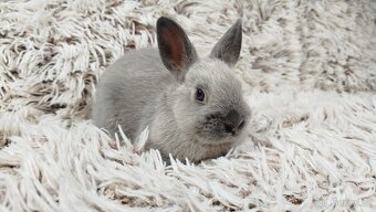 Zakrslý králík, králíček - SUZIE - 15