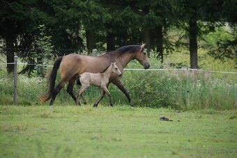 TOP klisnička PSL - 15
