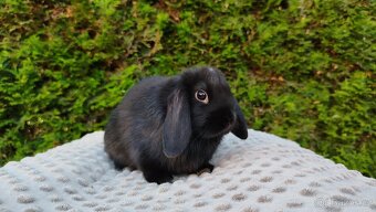 Zakrslý beránek, králík, králíček PIPER - 15