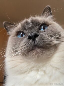 Hledám dočasnou péči pro Ragdoll kočičku - 15